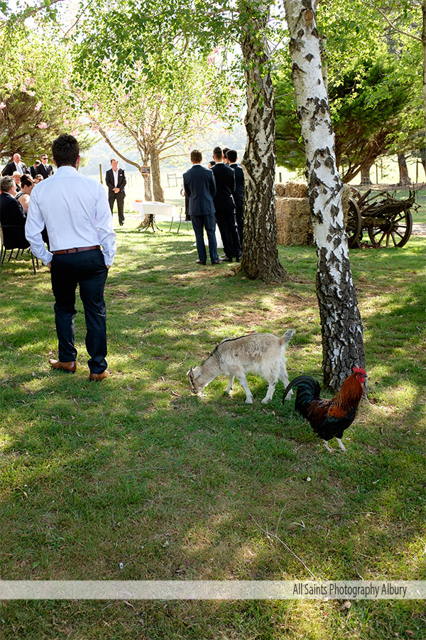 Bridgette and Paul's Wedding at The Red Stag Deer and Emu Farm Eurobin | Porepunkah / Bright Wedding Photographers | _Red-Stag-Deer-Farm-erobin-weddings-Bridgette-Paul-0022.JPG