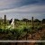 Natasha and David's at De Bortoli Wines, Rutherglen. | Tuileries-Rutherglen-weddings-Natasha-David-0029.JPG