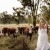 Sarah and Linden's Wedding at Oxley, Victoria. | Oxley-Victoria-King-Valley--weddings-Sarah-Linden-0030.jpg