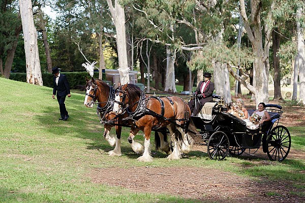 Colonial Clydesdales & Carriages Wedding | Horse & Carriage Hire NSW & VIC