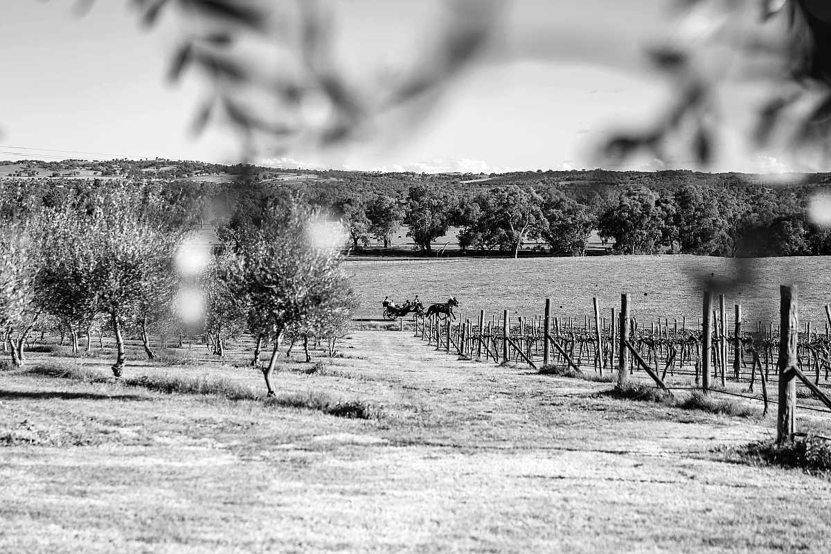 Cara & Brant’s Wedding at Magpies Nest | Wagga Wagga Wedding Photographers  | 00248.jpg